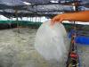 รับซื้อแมงกะพรุนลอดช่องและหนังจำนวนมากส่งต่างประเทศ เงินสดราคาสูง รับซื้อถึงที่