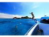 ทริป สิมิลัน เกาะสวย น้ำใส ดำน้ำดูปะการัง เดินทางโดยเรือเร็ว 
