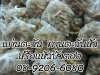 แก่นตะวัน สุดยอดพืชมหัศจรรย์สารพัดประโยชน์ 08-9206-6080