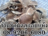 ไพลเหลือง ขมิ้นชัน ขมิ้นอ้อย นางคำ ว่านชักมดลูก กระชายดำ 08-9206-6080