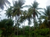 ขายที่ดินติดหาดทรายขาว สวยมาก ใกล้แหล่งท่องเที่ยว หาดทรายรี ชุมพร