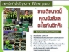 แฟรนไชส์นำ้ผักเพื่อสุขภาพ