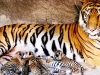 SRIRACHA TIGER ZOO, CHONBURI  สวนเสือศรีราชา ชลบุรี 