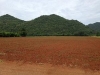 ขายที่ดินจัดสรร วังน้ำเขียว อากาศดีมากๆ ตรงข้าาวัมลานทับช้าง 