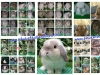 ขายกระต่าย hollandlop ในภูเก็ตส่งฟรี ต่างจังหวัดจัดส่งทั่วประเทศ