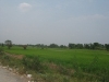 ขายที่ดิน เนื้อที่ 2ไร่ คลอง5 (ตะวันออก) ซอย10 (คลองหลวง)
